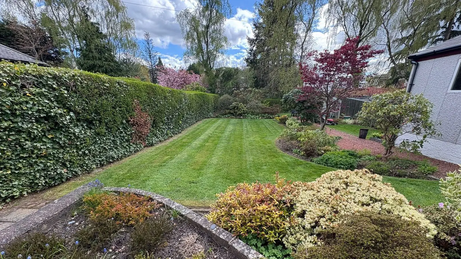A striped back lawn between a tall ivy hedge and a curved border